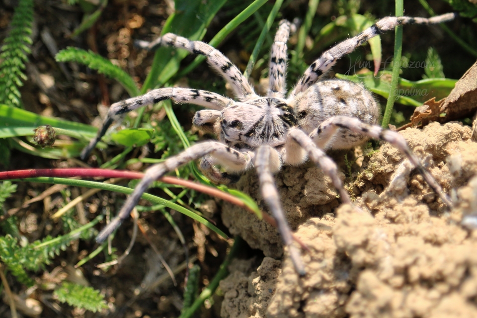 Lycosa singoriensis - szongáriai cselőpók