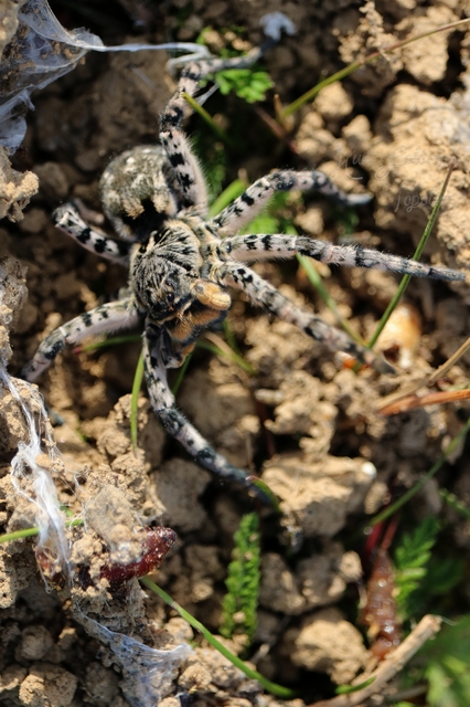 Lycosa singoriensis - szongáriai cselőpók