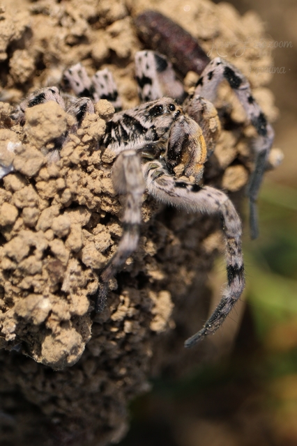 Lycosa singoriensis - szongáriai cselőpók