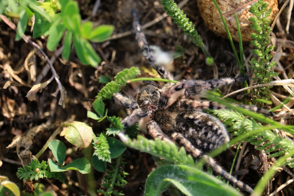 Lycosa singoriensis - szongáriai cselőpók