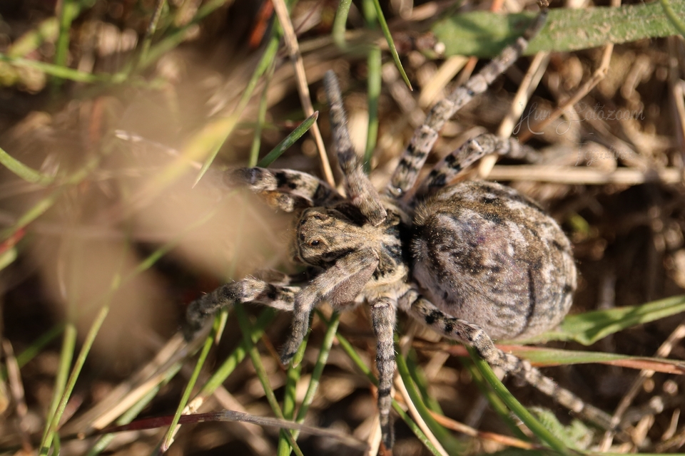 Lycosa singoriensis - szongáriai cselőpók