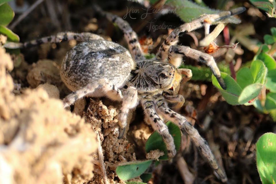 Lycosa singoriensis - szongáriai cselőpók