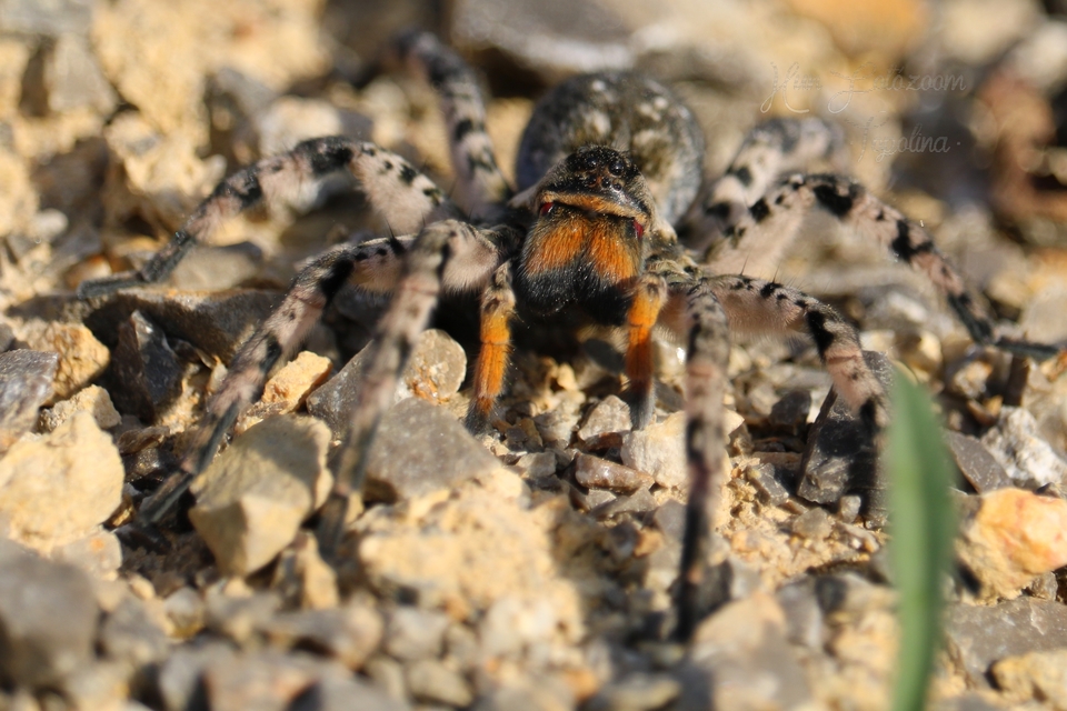 Lycosa singoriensis - szongáriai cselőpók