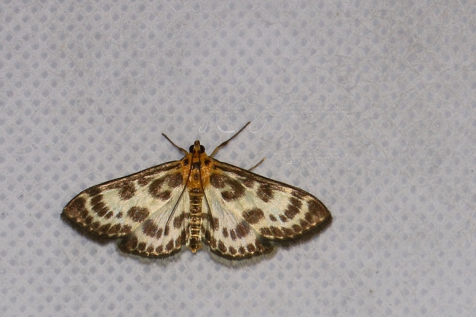 Anania hortulata - tarka csalánmoly