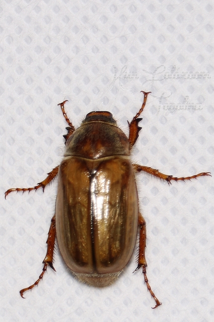 Amphimallon solstitiale - bordás sárgacserebogár