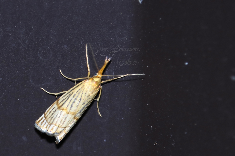 Chrysocrambus linetella - déli fűgyökérmoly