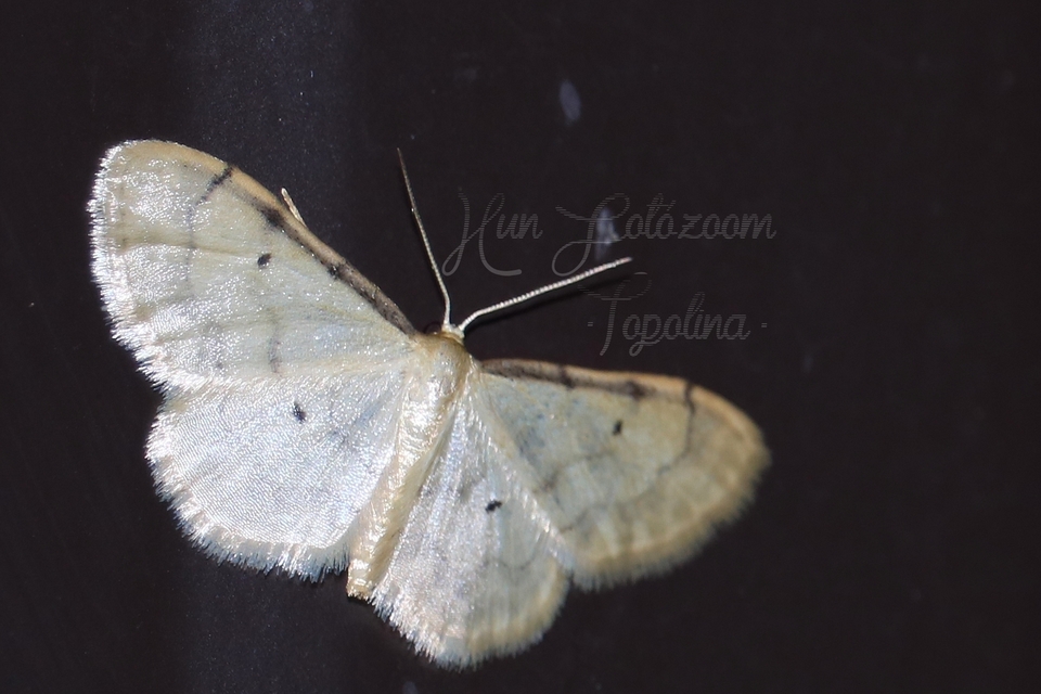 Idaea politaria - vonalas apróaraszoló