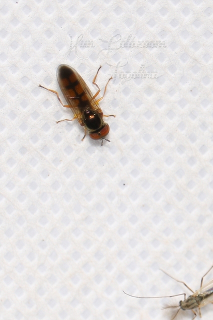 Melanostoma