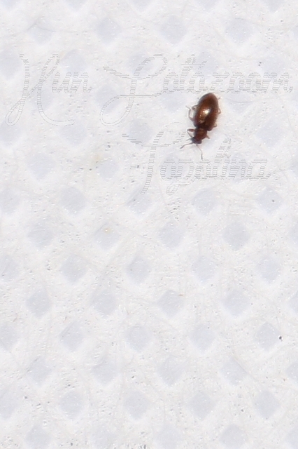 Latridiidae - pudvabogárfélék Latridiidae - pudvabogárfélék