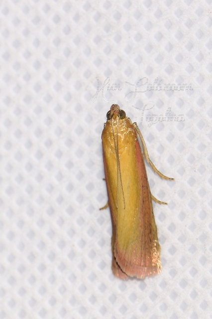 Oncocera semirubella - lucernamoly