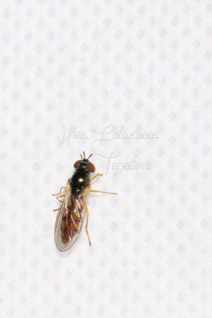Melanostoma
