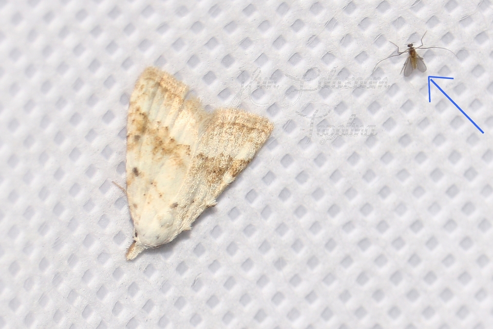 Chironomidae - árvaszúnyogok