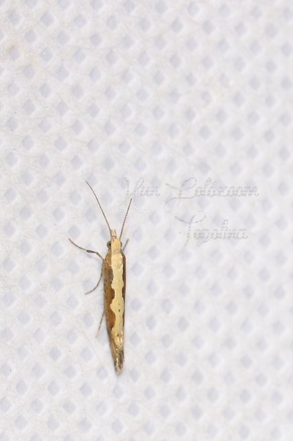Plutella xylostella - káposztamoly