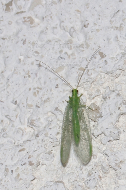 Chrysopidae - zöldfátyolkák