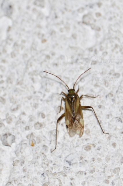 Adelphocoris lineolatus - lucernapoloska