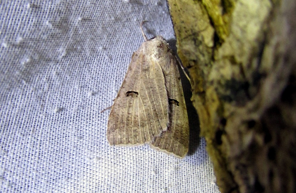 Lygephila craccae - gyakori csüdfűbagoly