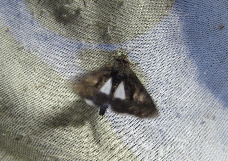 Anophia leucomelas - déli folyófűbagoly