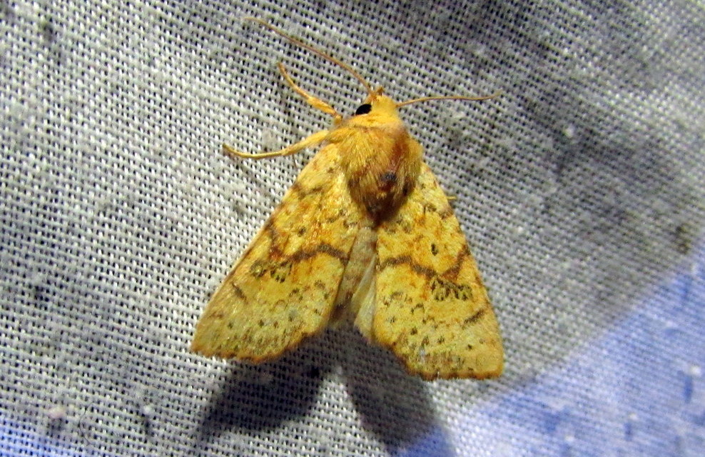 Tiliacea sulphurago - kénes sárgabagoly