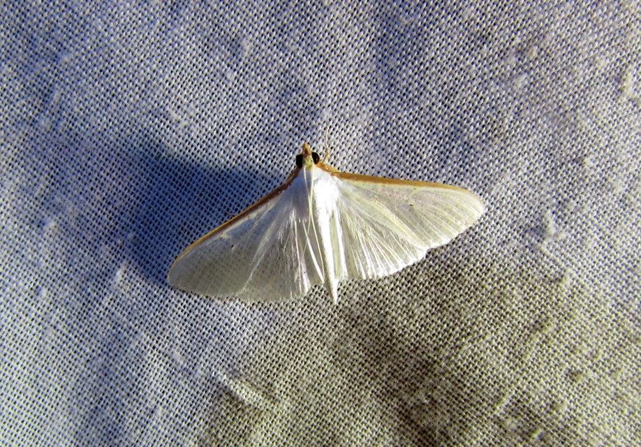 Palpita vitrealis - hófehér tűzmoly