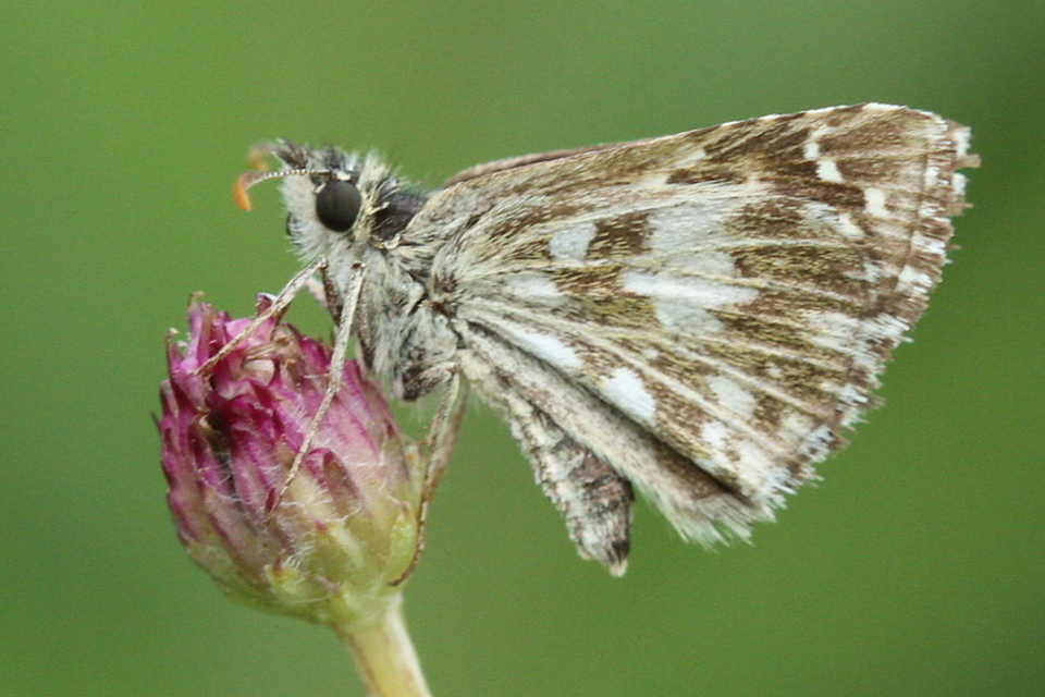 Pyrgus armoricanus - feles busalepke
