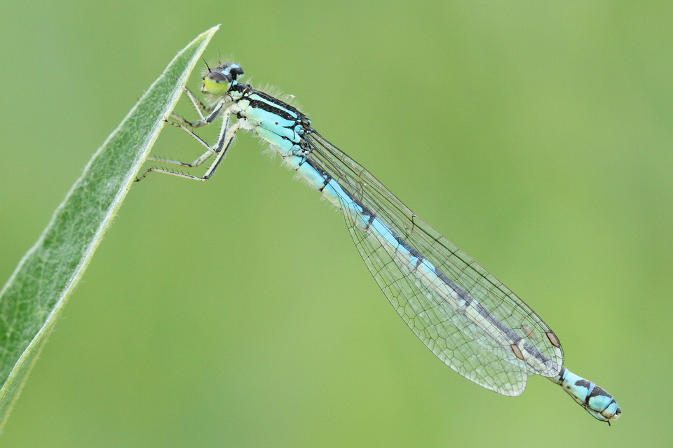 Coenagrion scitulum - mediterrán légivadász