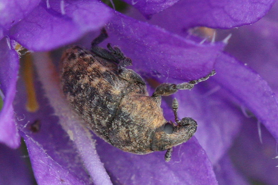 Larinus obtusus - imola-púderbarkó