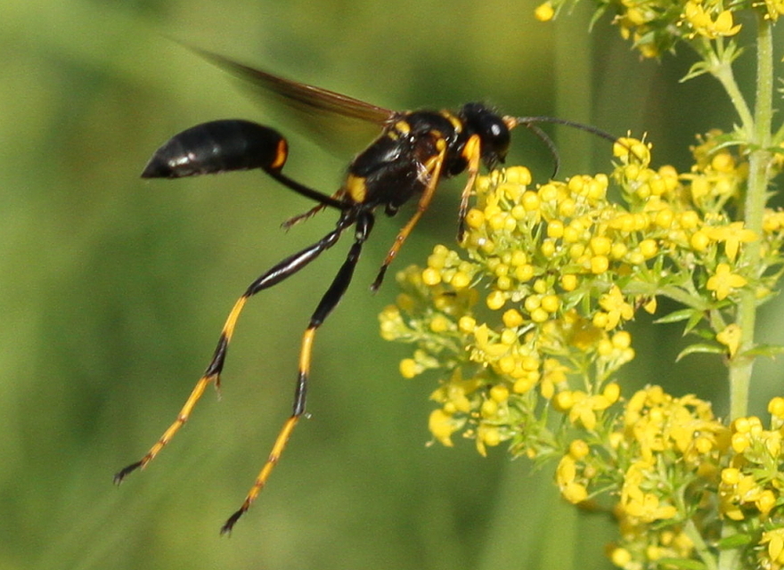 Sceliphron caementarium - feketenyelű lopódarázs