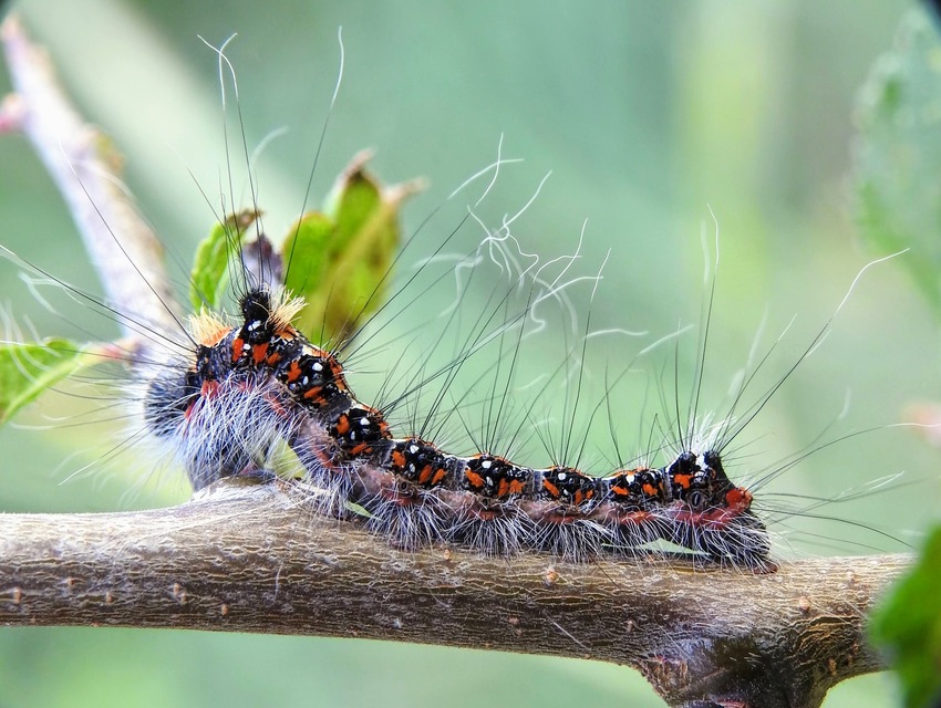 Acronicta tridens - barnás szigonyosbagoly