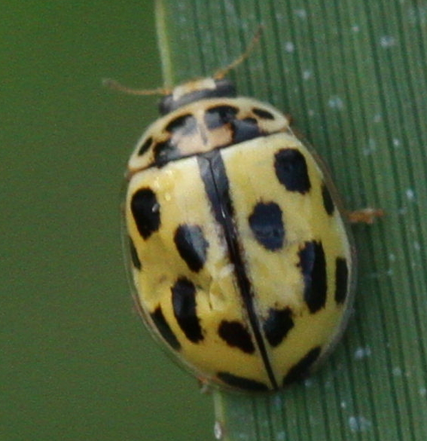 Propylea quatuordecimpunctata - tizennégypettyes füsskata