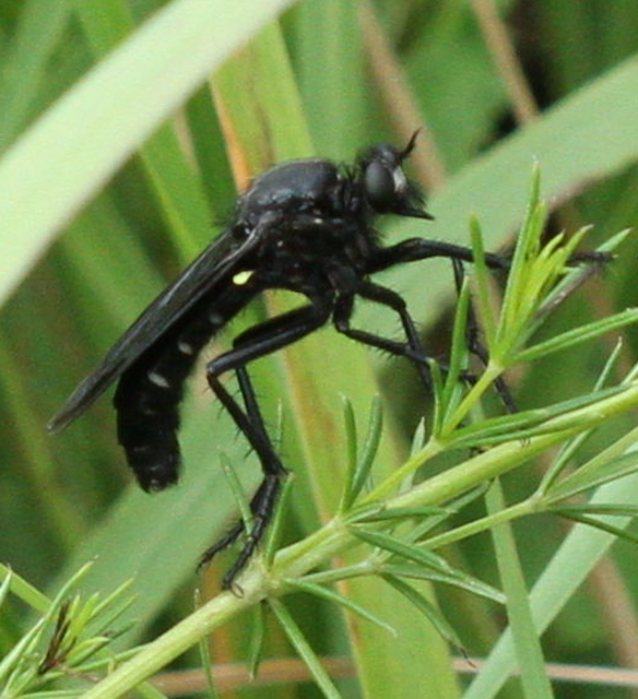 Dasypogon