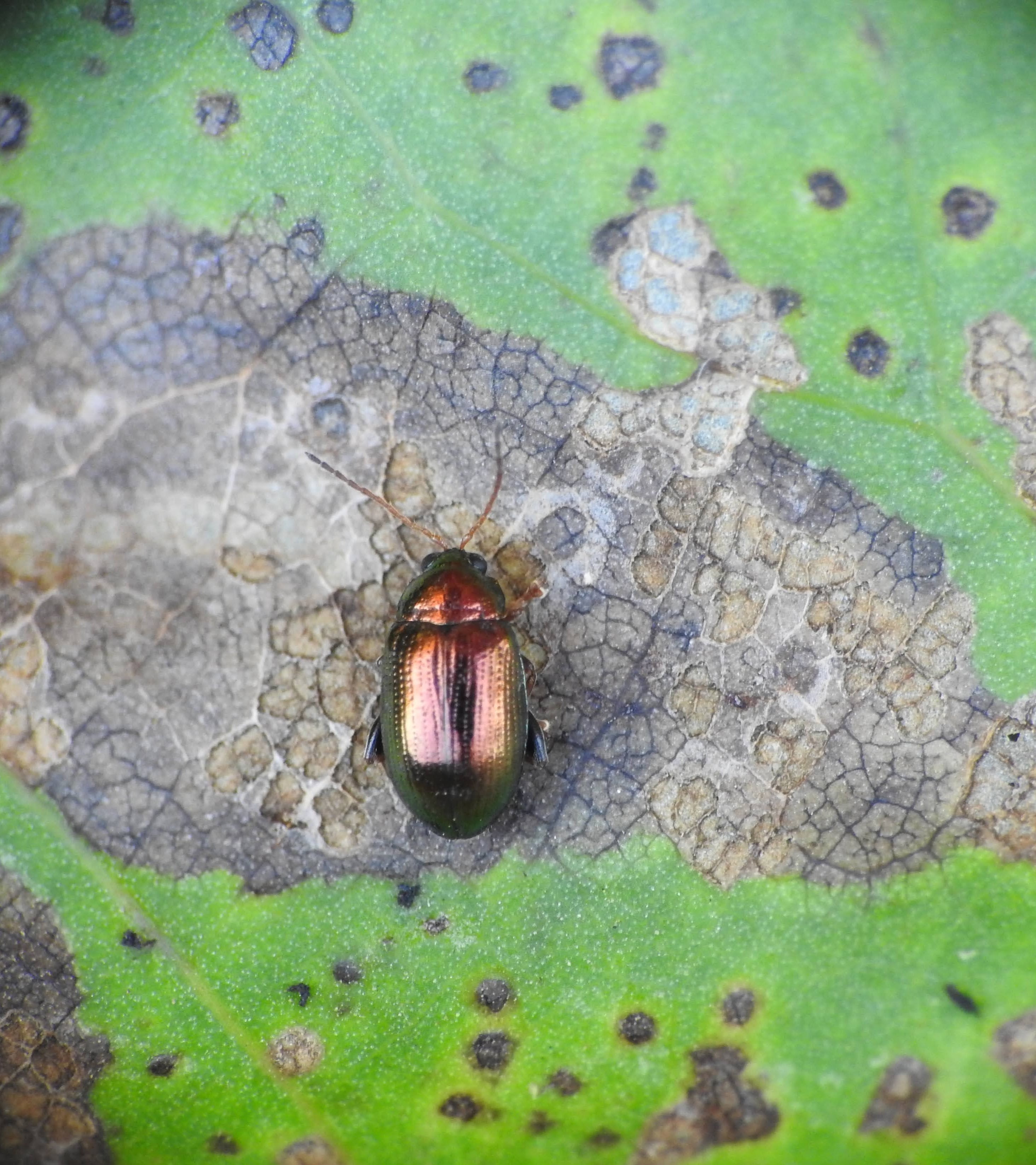 Crepidodera aurea - nagy nyár-földibolha