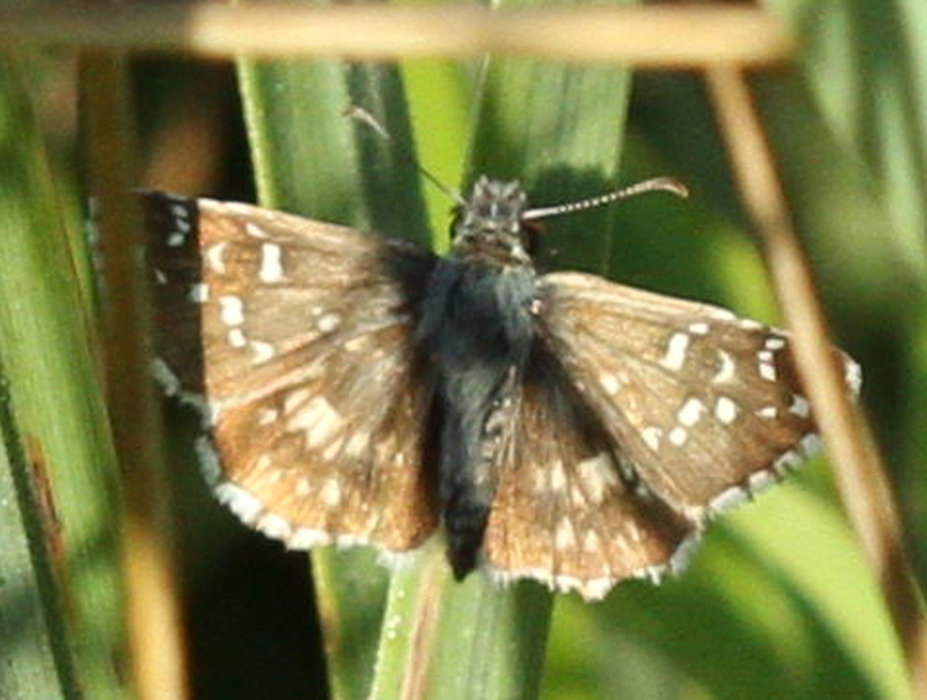 Pyrgus armoricanus - feles busalepke