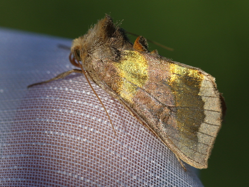 Diachrysia chrysitis - aranybagoly