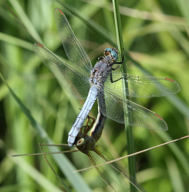 Orthetrum coerulescens - karcsú pásztorszitakötő