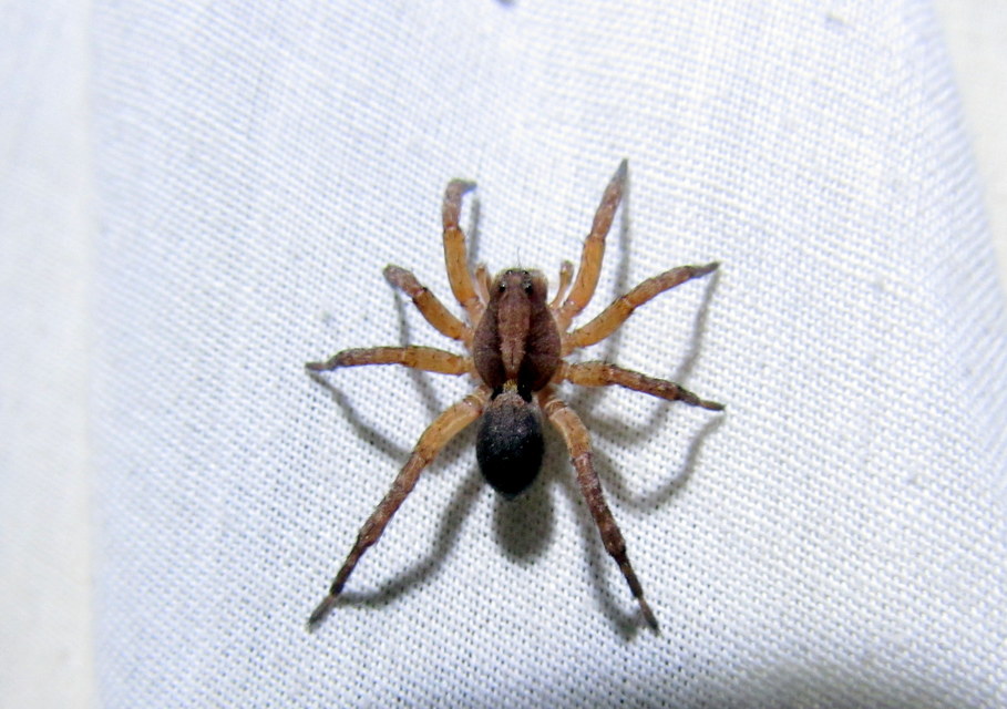 Trochosa
