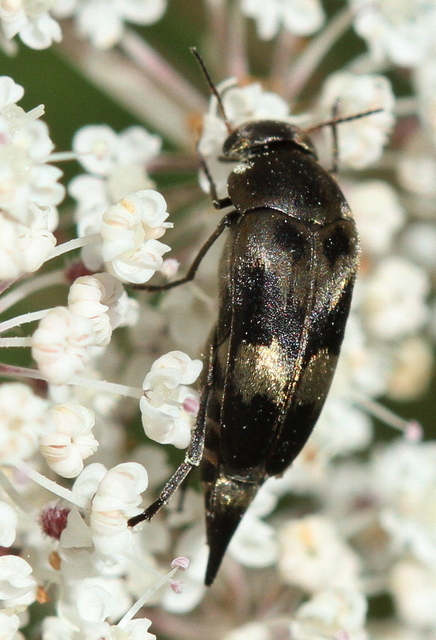 Variimorda villosa - szalagos maróka