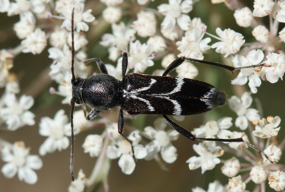 Chlorophorus sartor - feketevállú darázscincér