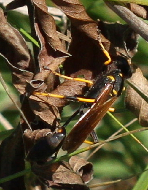 Sceliphron caementarium - feketenyelű lopódarázs