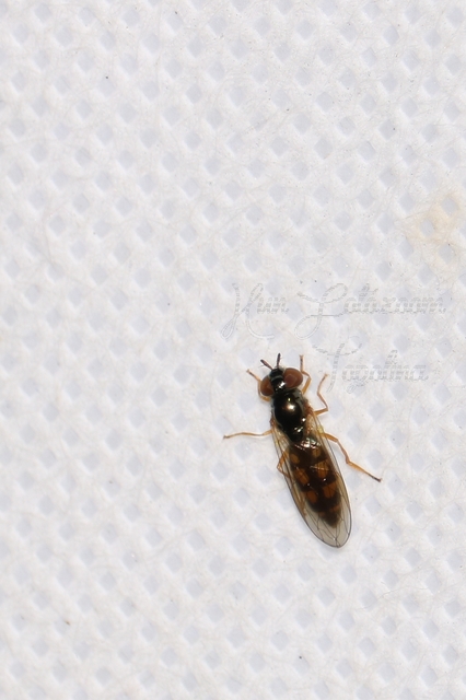 Melanostoma