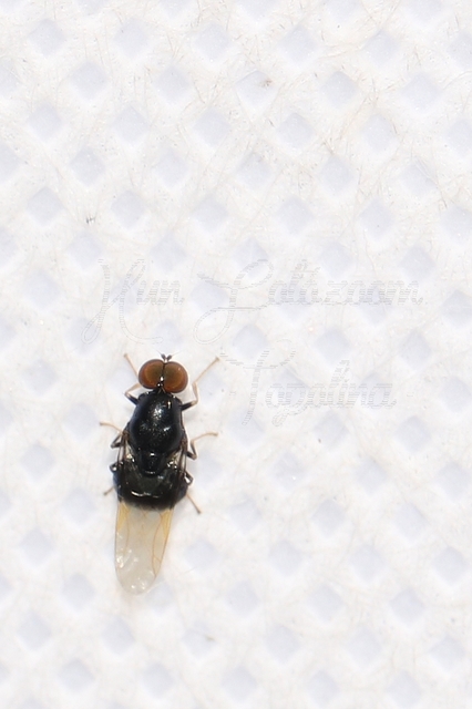 Pachygaster atra - fekete tüskéslégy