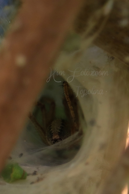 Agelena labyrinthica - illó tölcsérpók