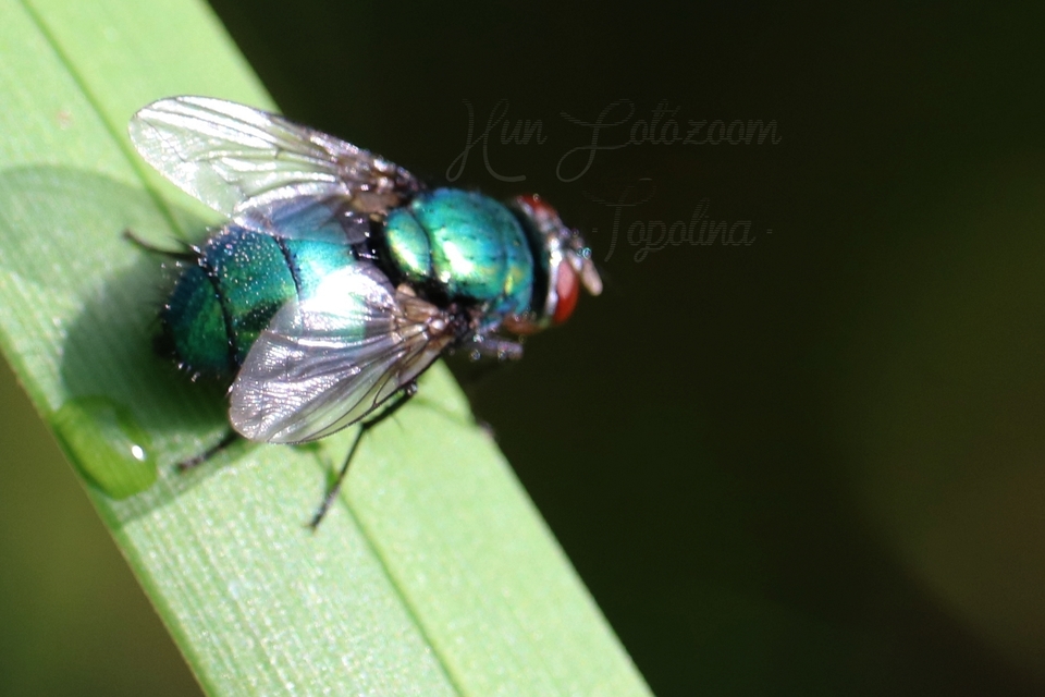 Lucilia