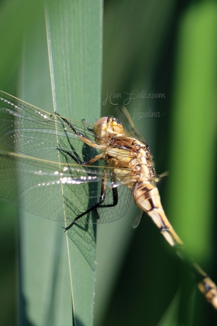 Orthetrum albistylum - fehérfarkú pásztorszitakötő