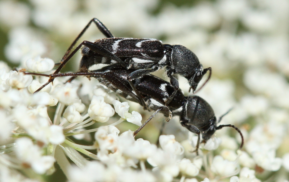 Chlorophorus sartor - feketevállú darázscincér