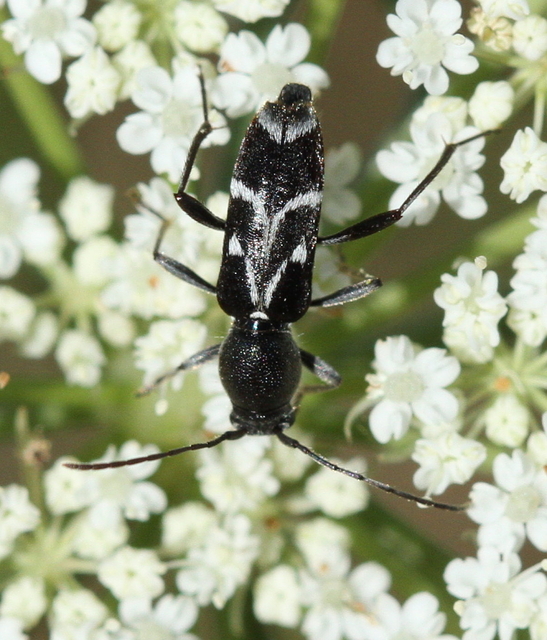 Chlorophorus sartor - feketevállú darázscincér