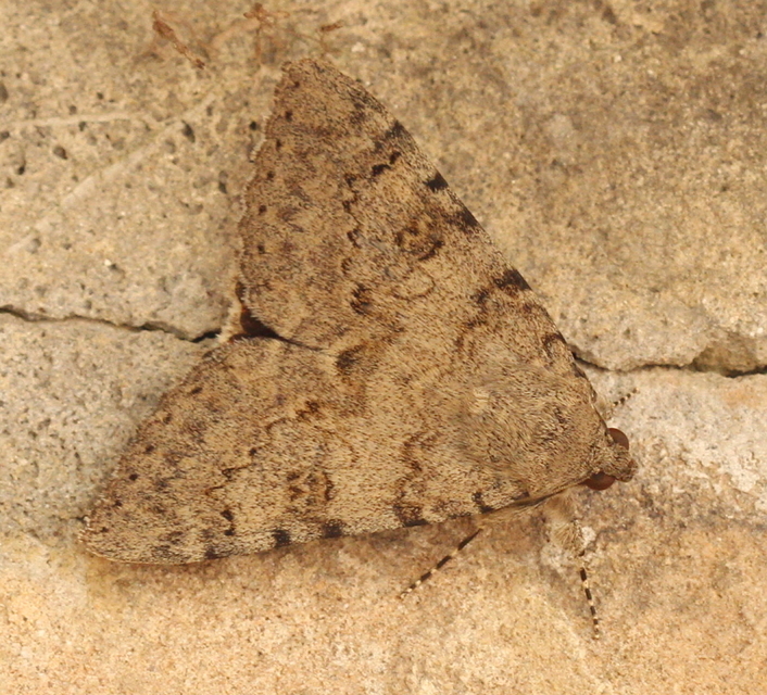 Catocala puerpera - nyárfa-övesbagoly
