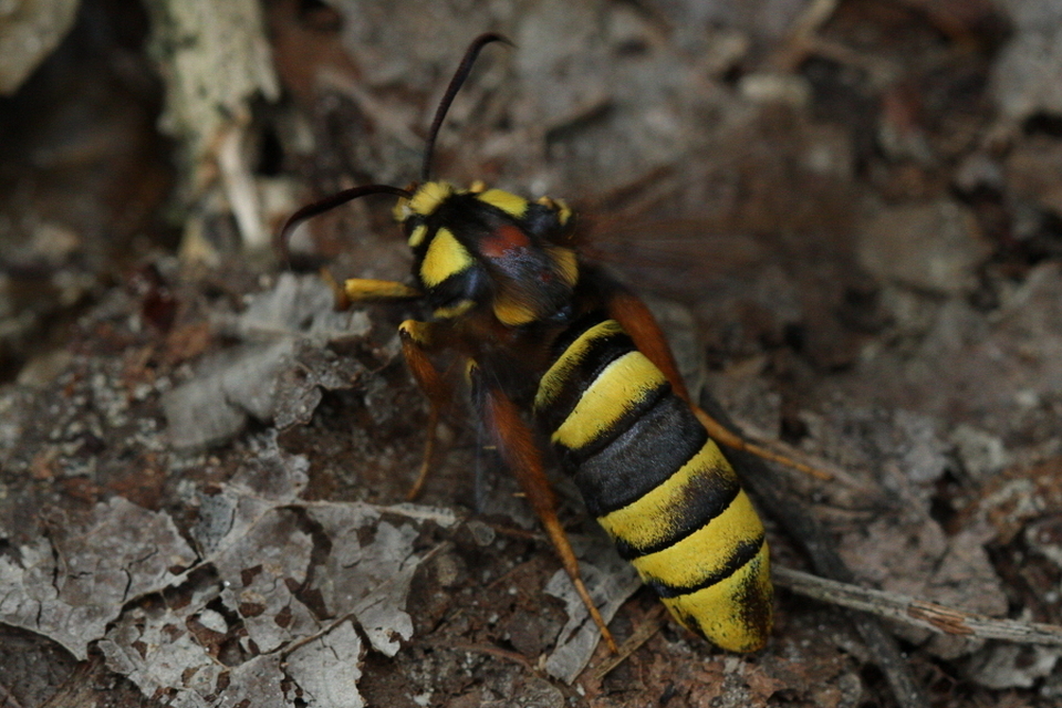 Sesia apiformis - darázslepke
