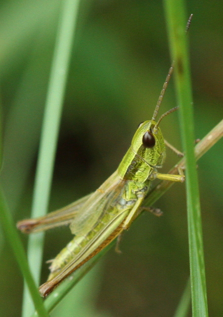 Euthystira brachyptera - smaragdzöld sáska