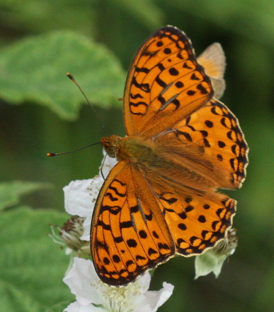 Argynnis adippe - ezüstös gyöngyházlepke