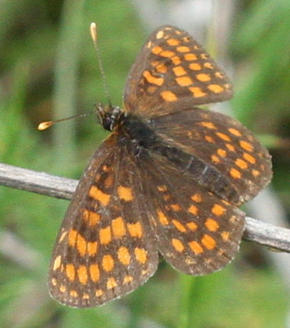 Melitaea athalia/aurelia/britomartis